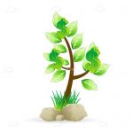 A Small Green Money Tree Sapling
